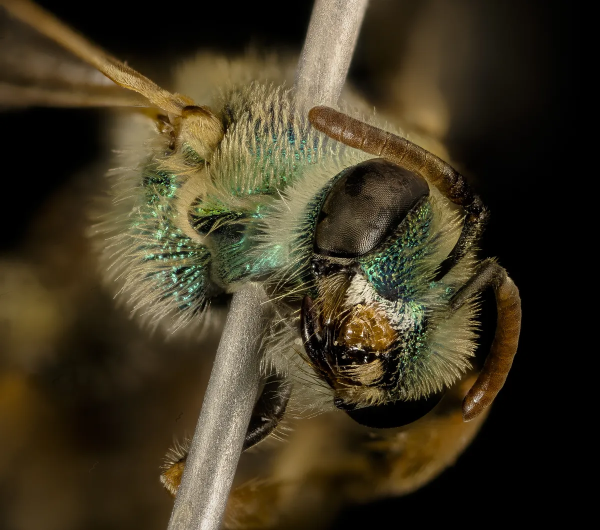 Abeja Sudorípara Verde Azulada