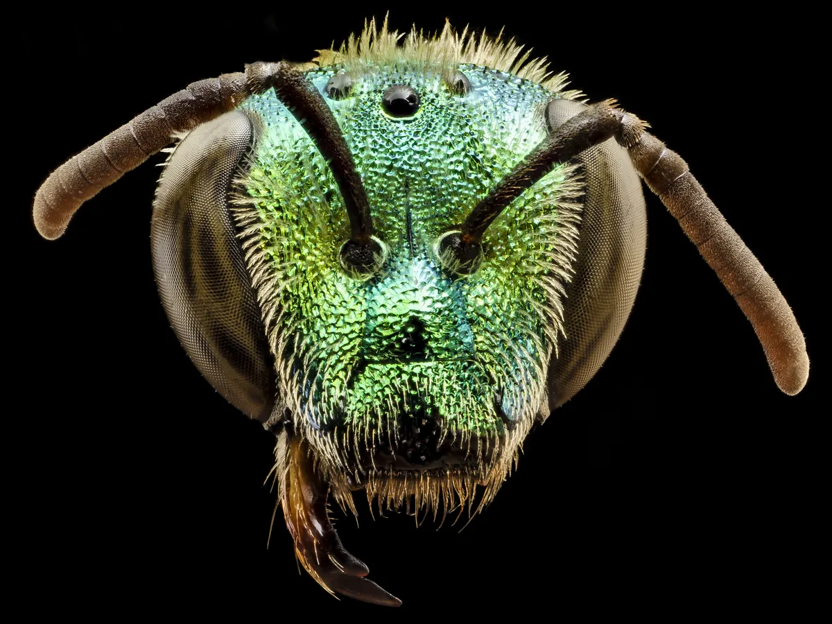 Brown-winged Striped Sweat Bee