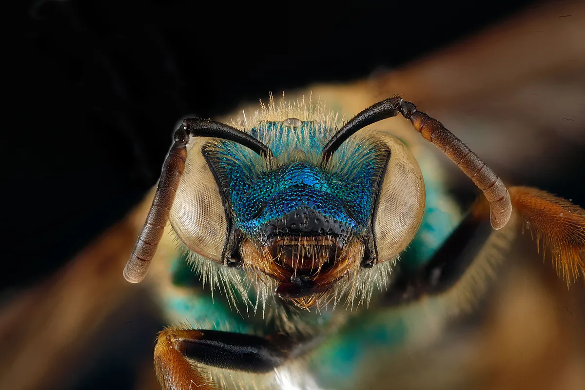 Brown-winged Striped Sweat Bee
