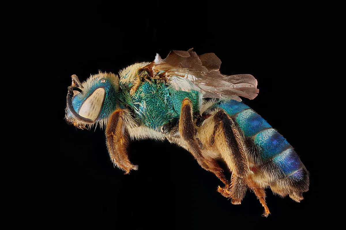 Brown-winged Striped Sweat Bee