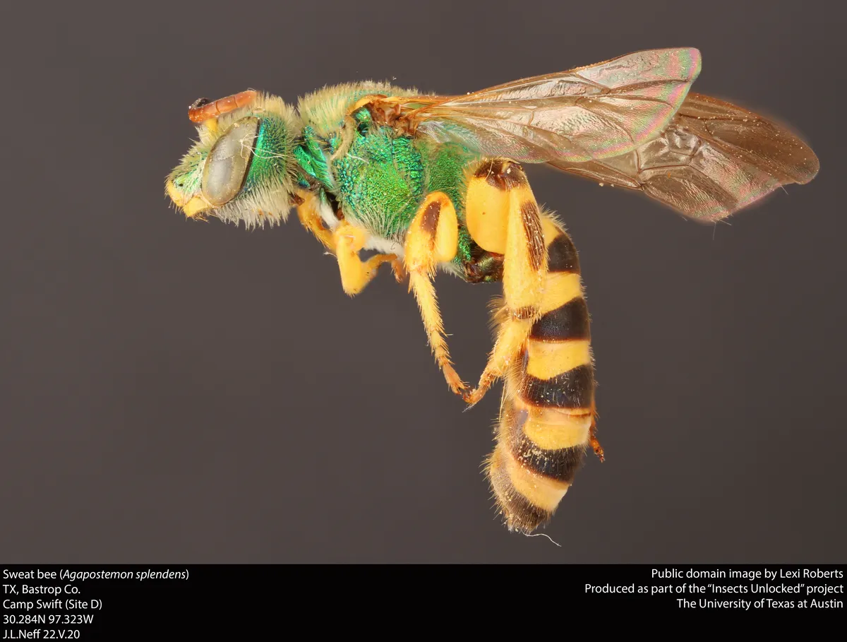 Brown-winged Striped Sweat Bee