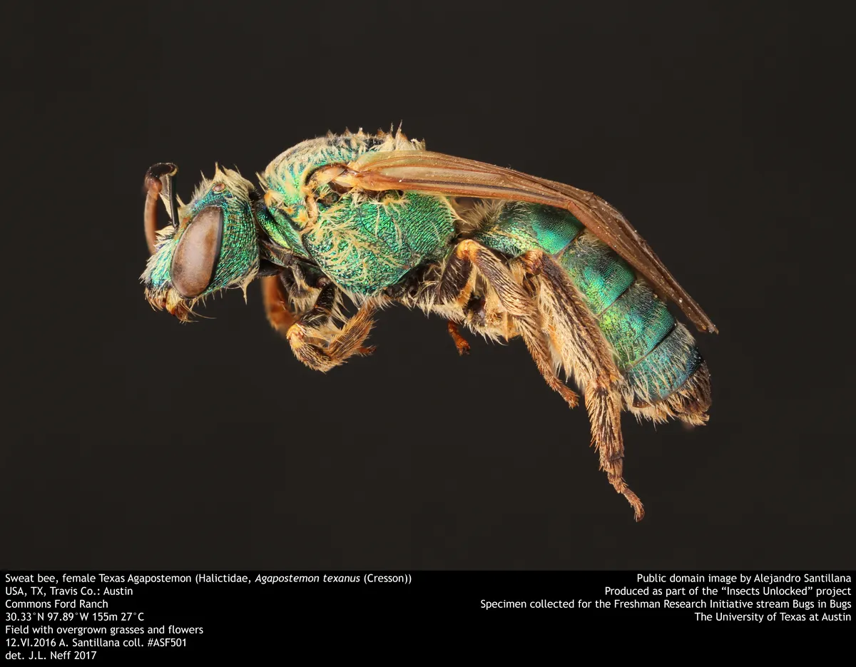 Texas Striped Sweat Bee