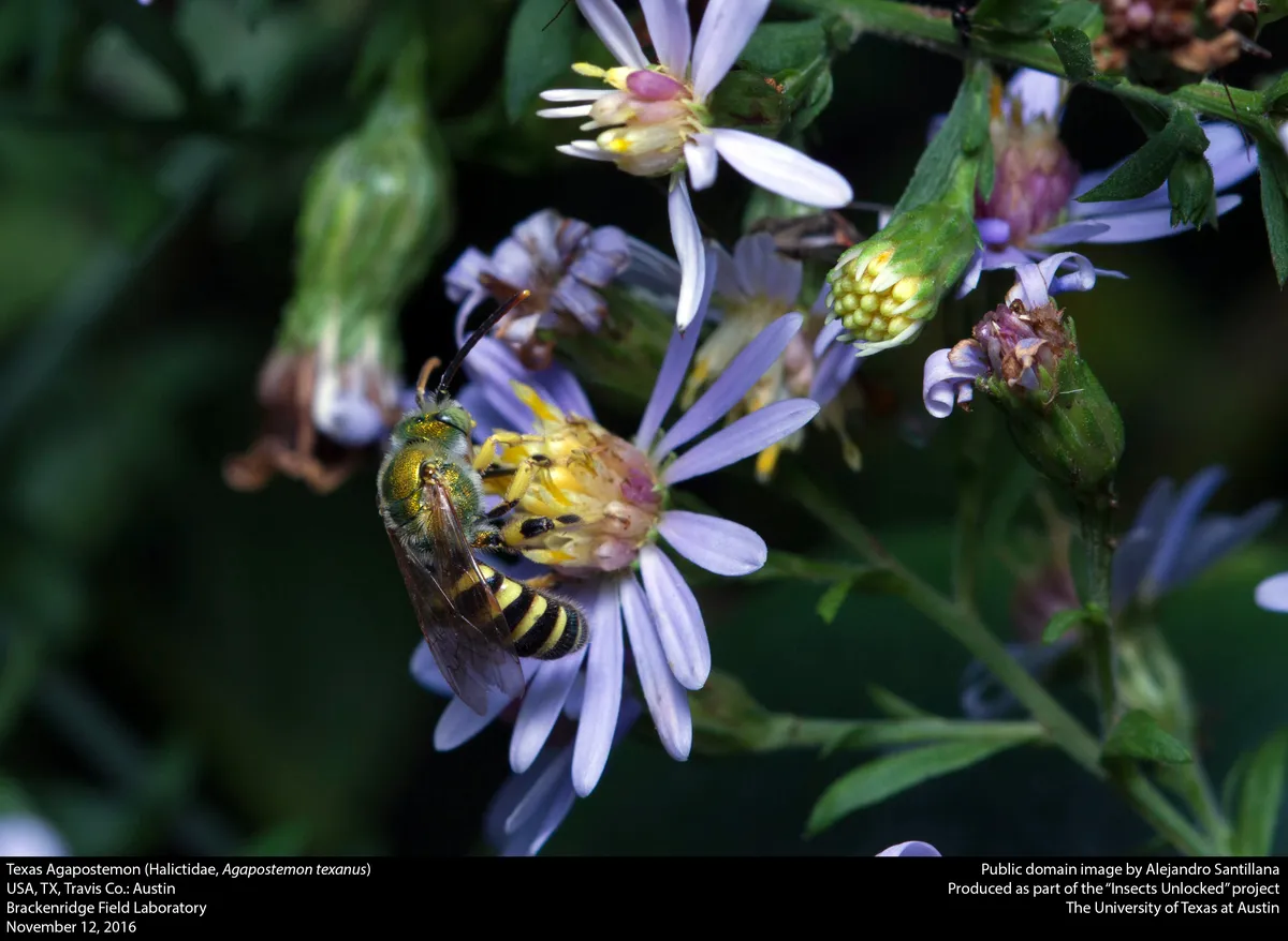 Texas Striped Sweat Bee