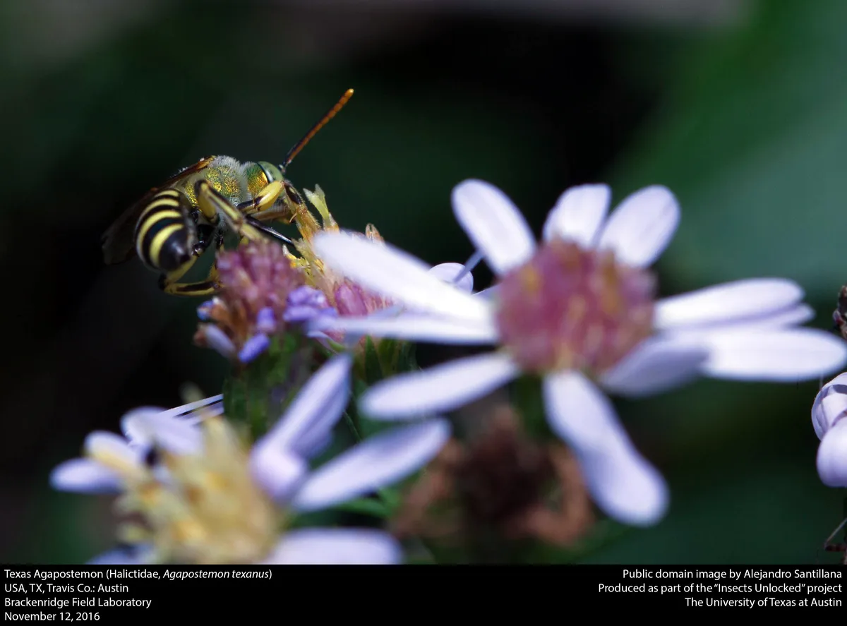 Texas Striped Sweat Bee