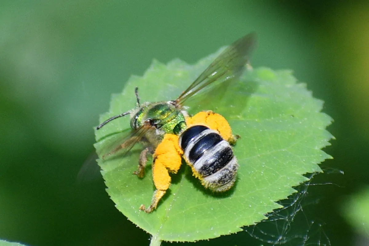 Bicolored Striped Sweat Bee