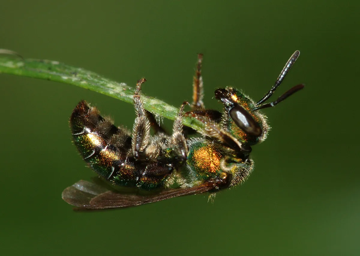 Bicolored Striped Sweat Bee