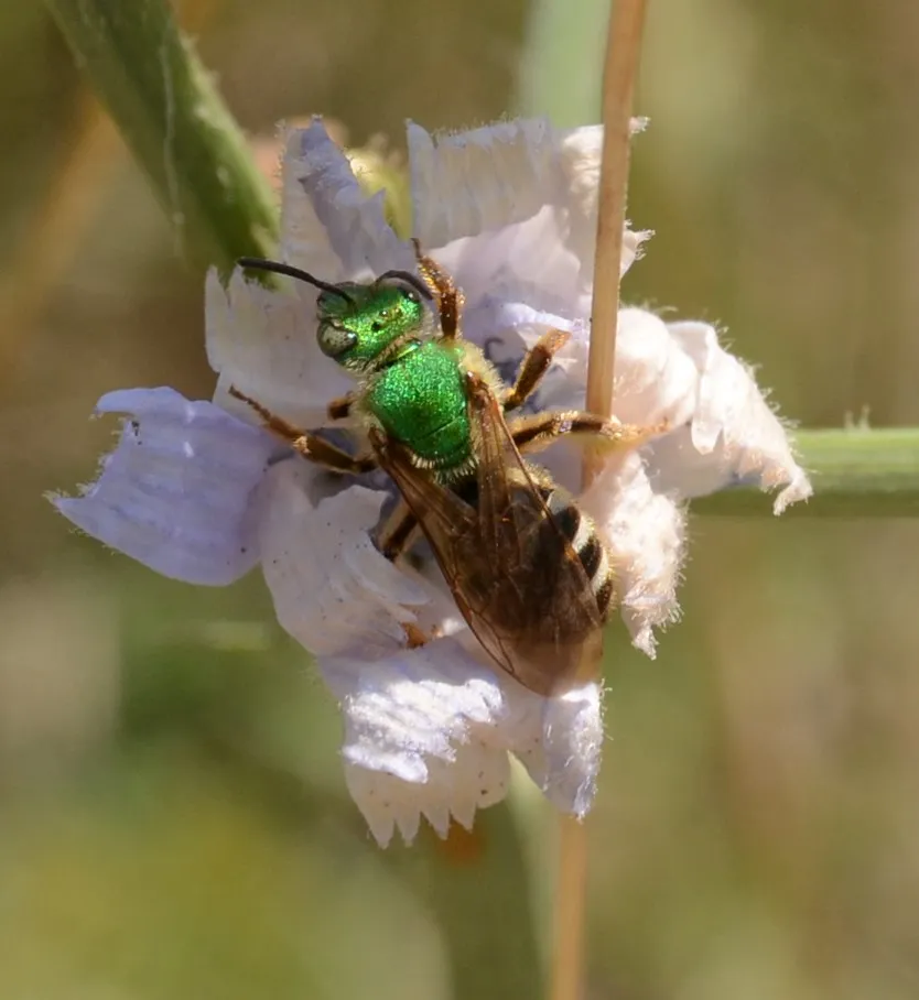 Bicolored Striped Sweat Bee