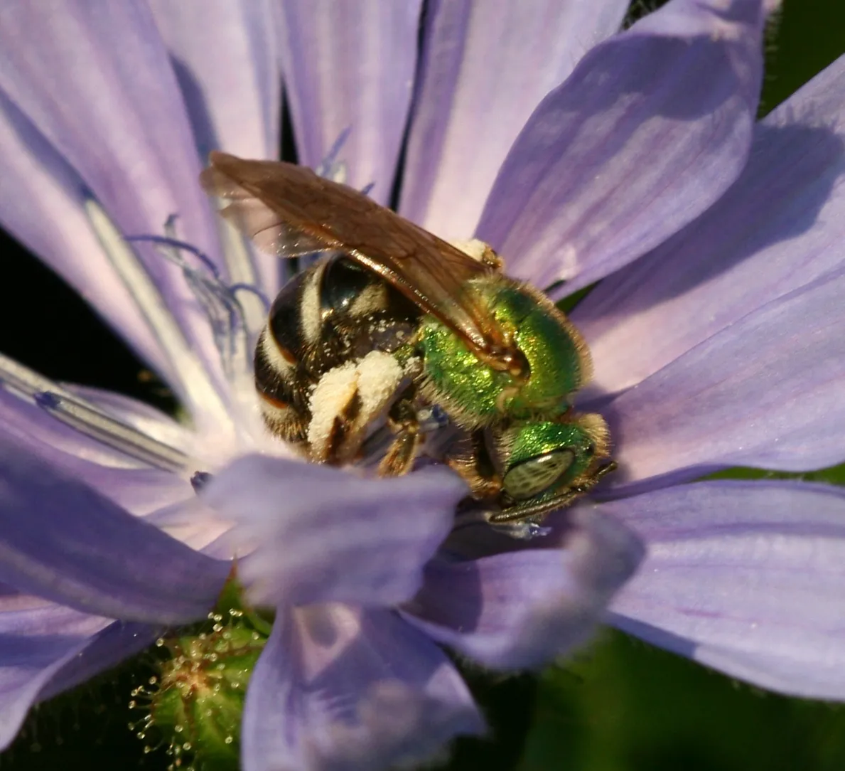 Bicolored Striped Sweat Bee