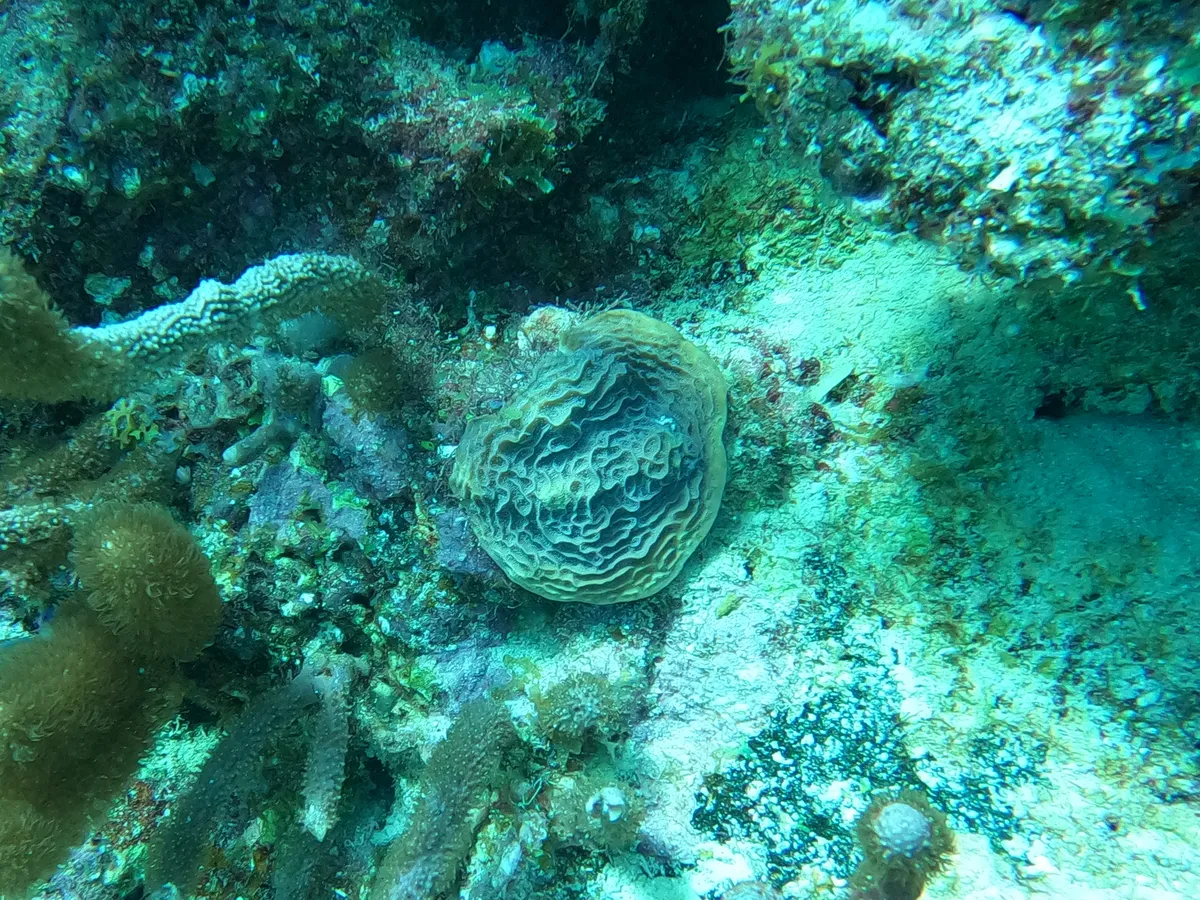Coral Lechuga