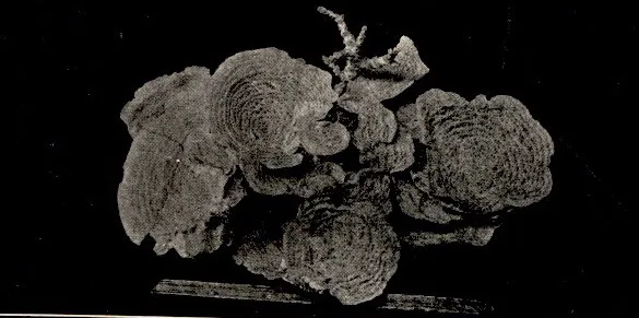 Coral de Lechuga Frágil