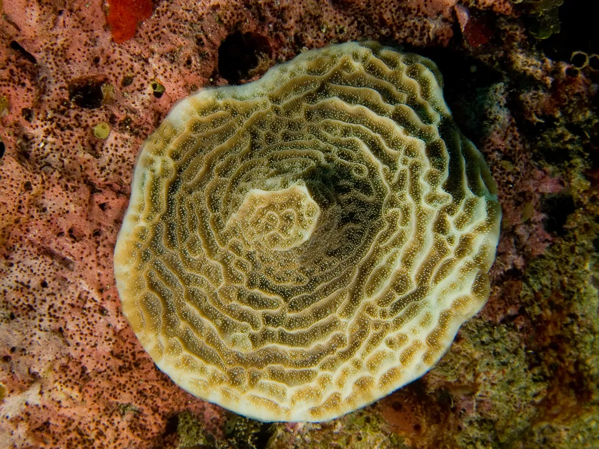 Coral de Lechuga Frágil
