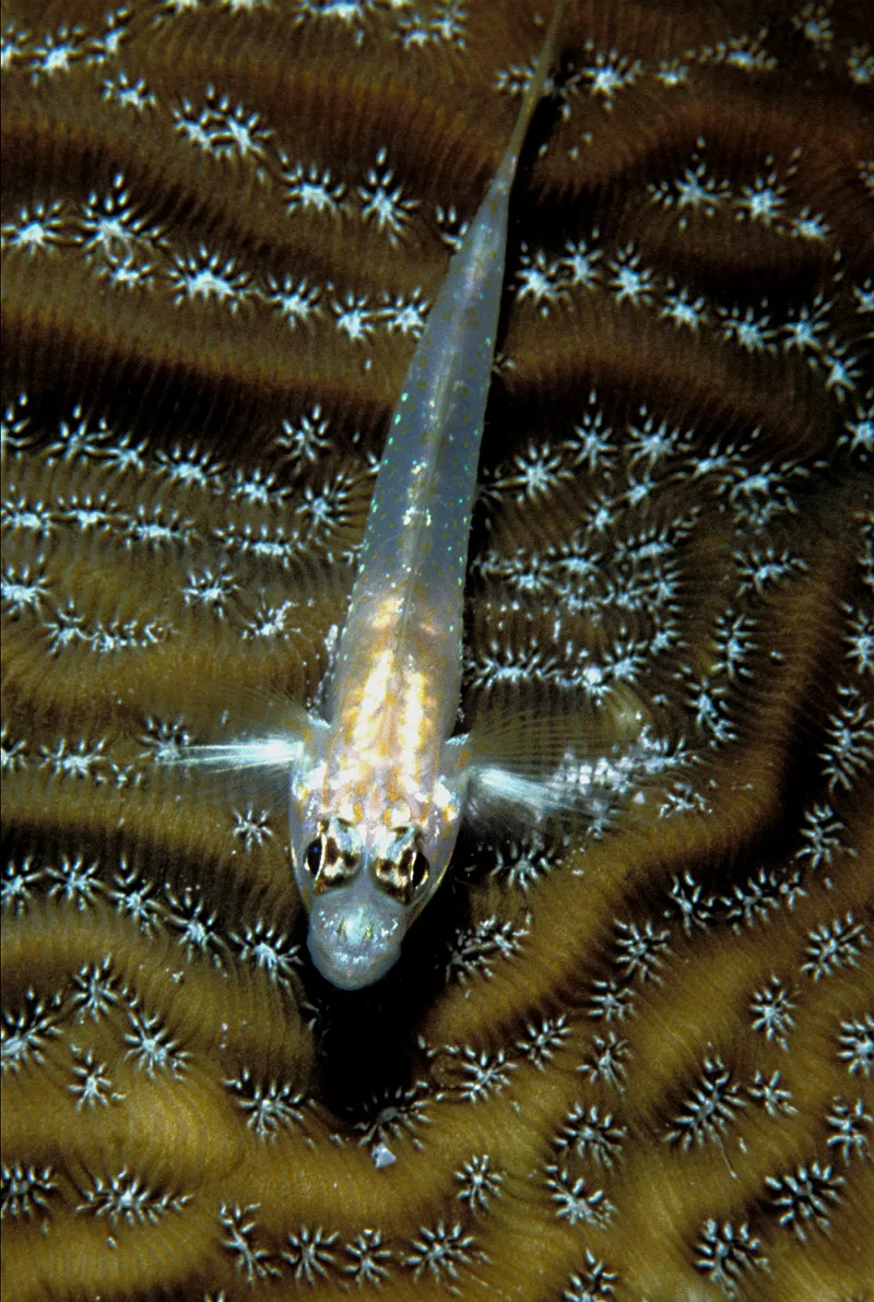 Coral de hoja de Graham