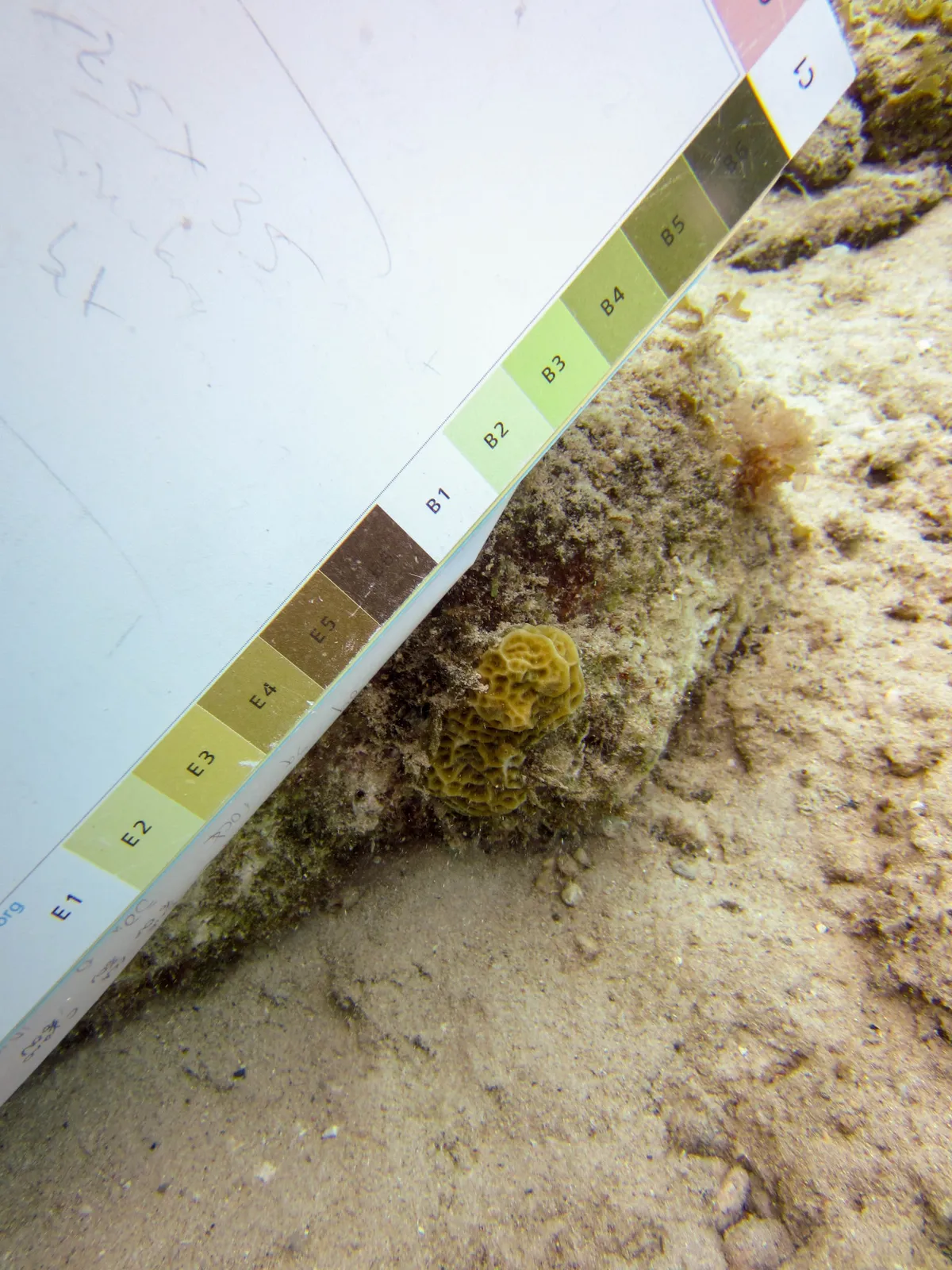 Low-Relief Lettuce Coral