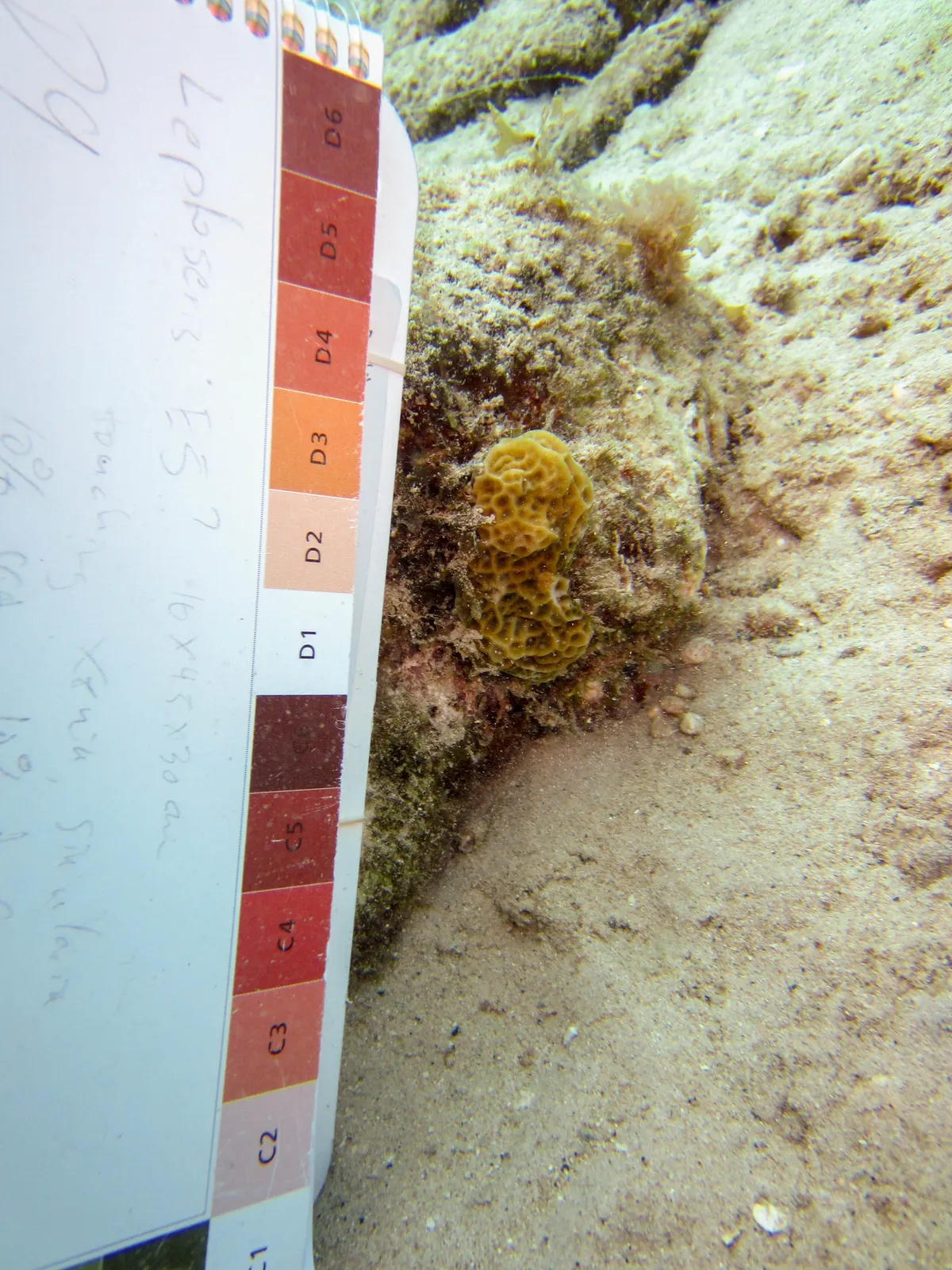 Low-Relief Lettuce Coral