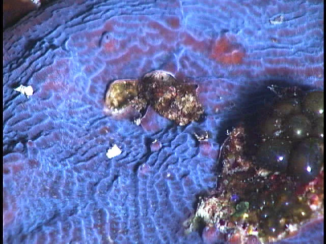 Coral de lámina de Lamarck