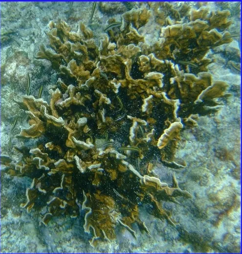 Coral de Hoja de Lechuga