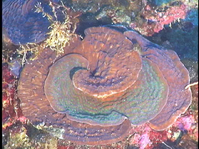 Scroll Coral