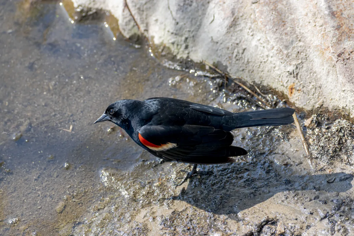Red-winged Blackbird