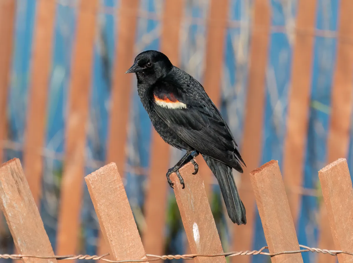 Red-winged Blackbird