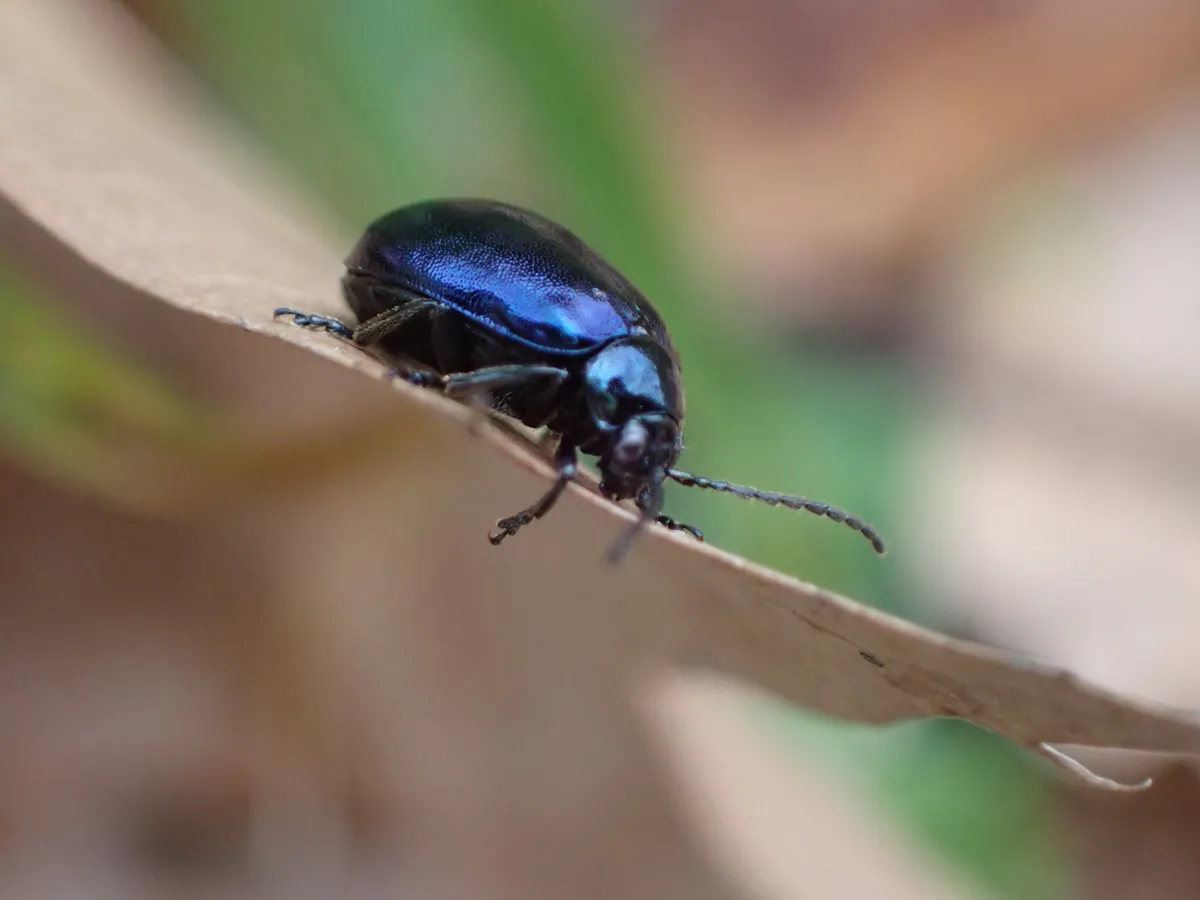 Escarabajo de álamo