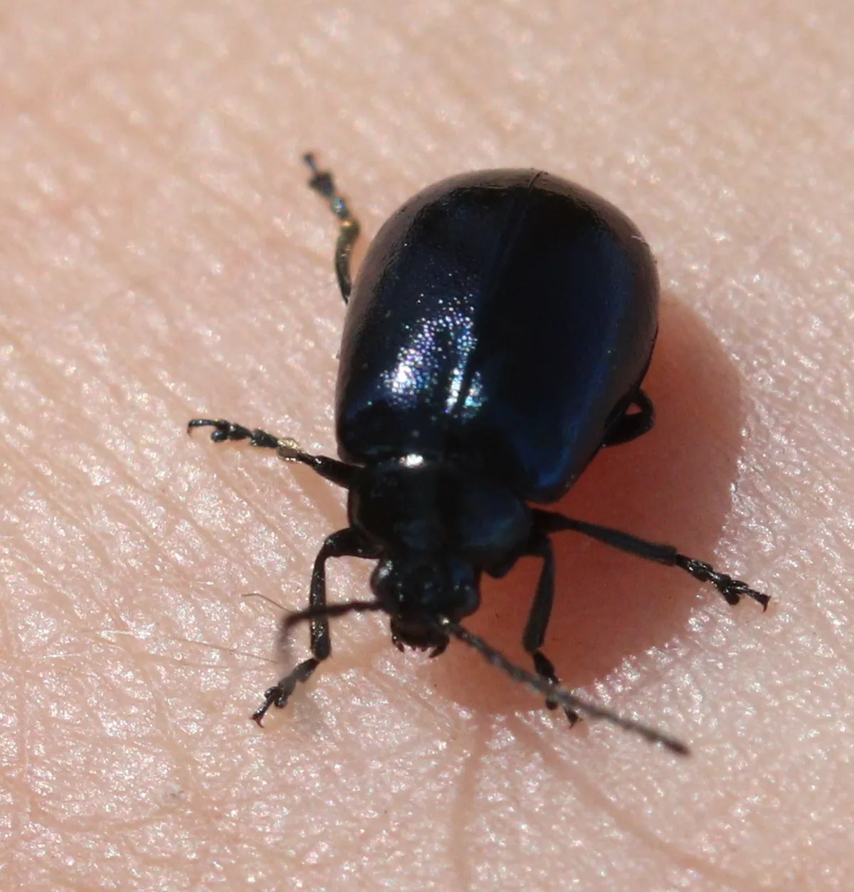 Escarabajo de álamo