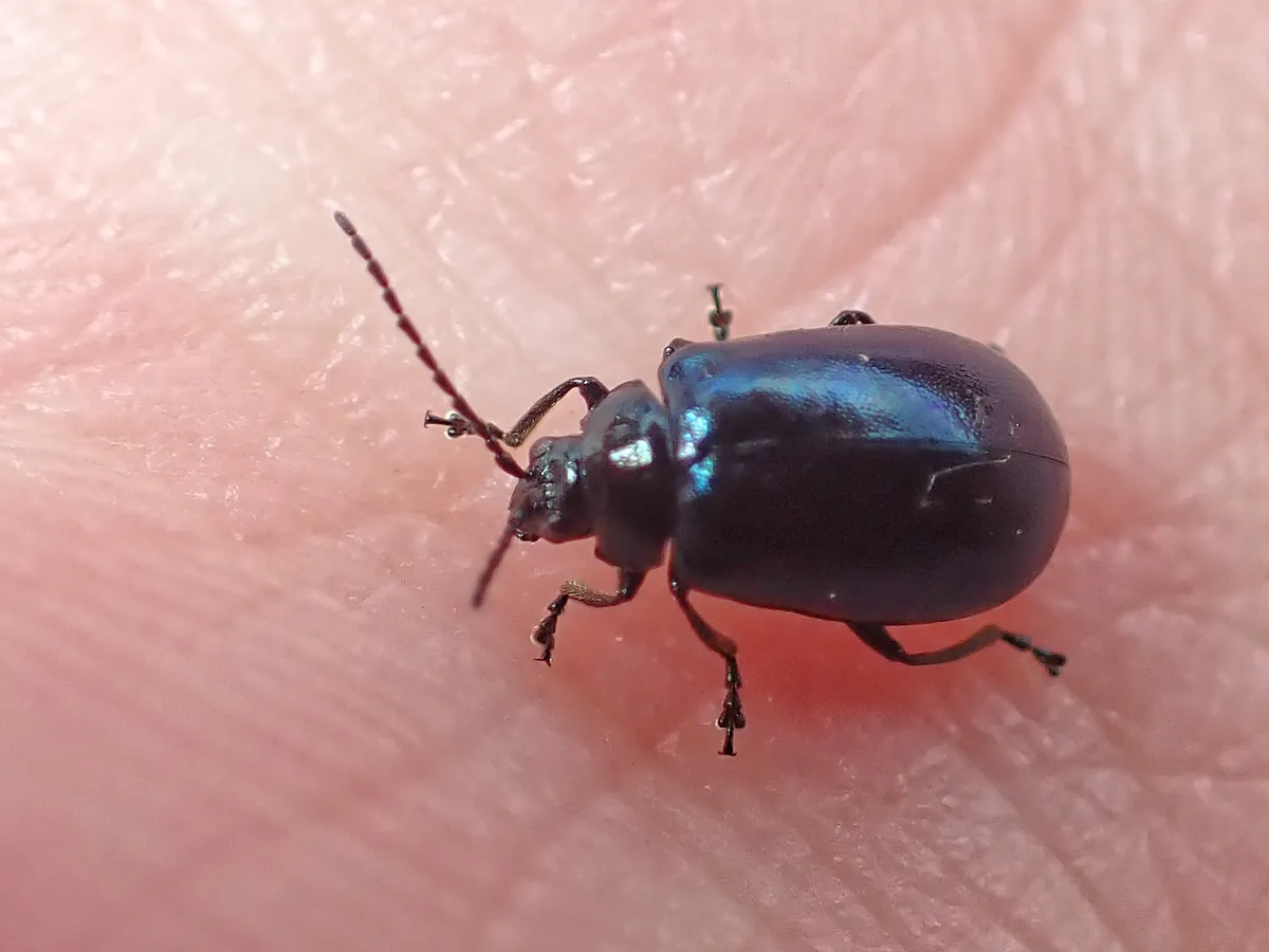 Escarabajo de álamo