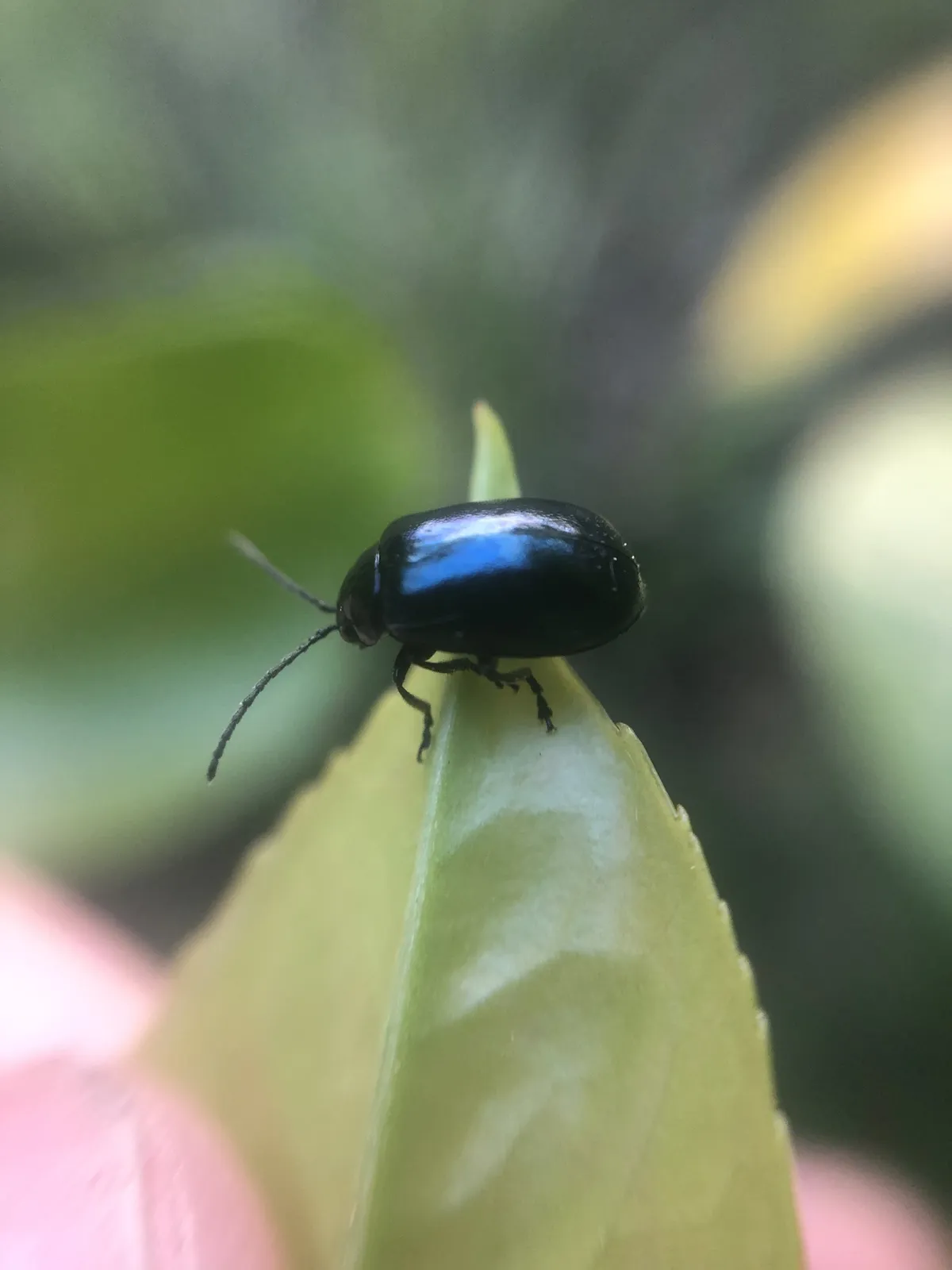 Escarabajo de álamo