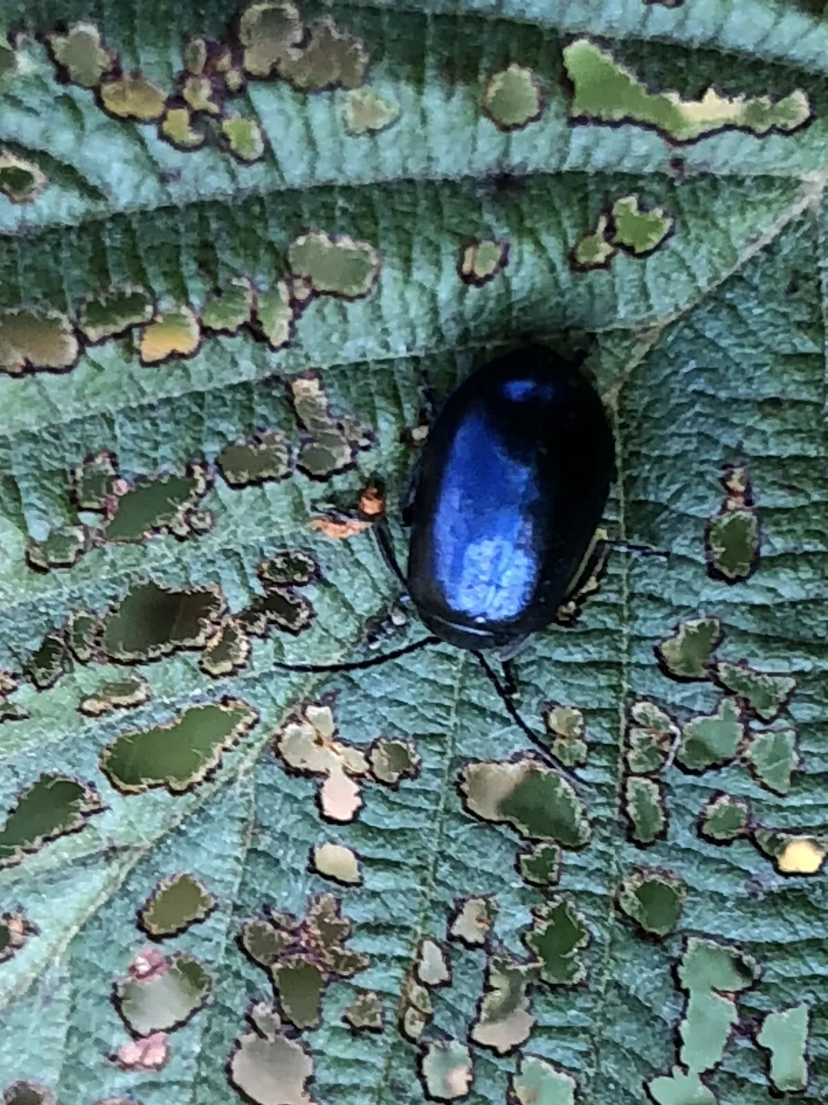 Escarabajo de álamo