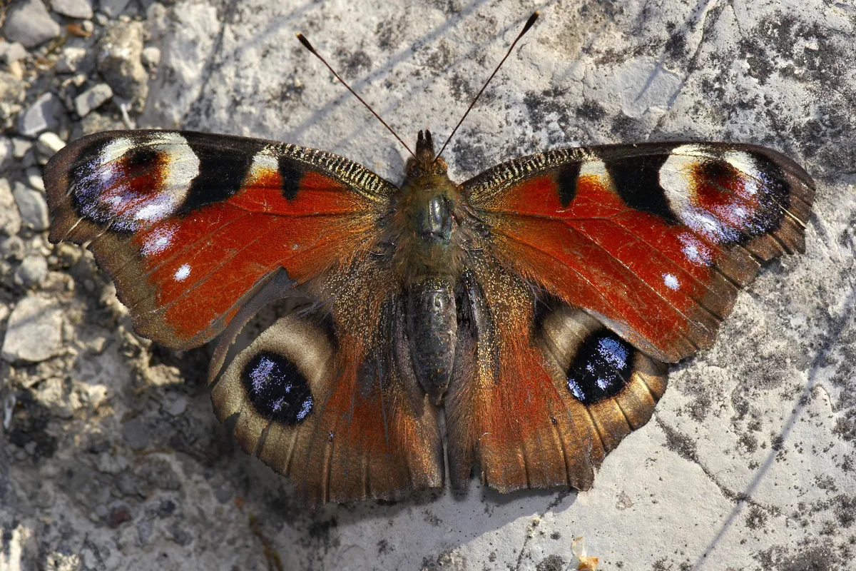 Peacock Butterfly