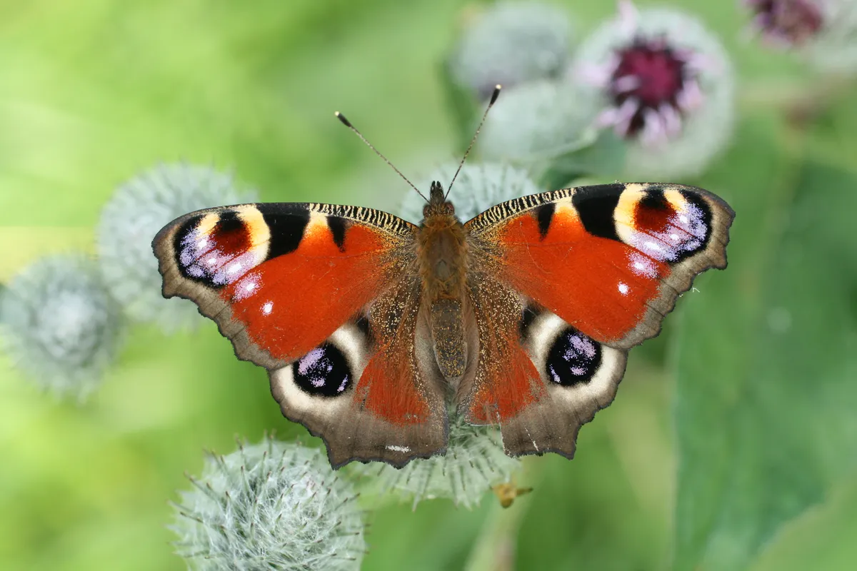 Peacock Butterfly
