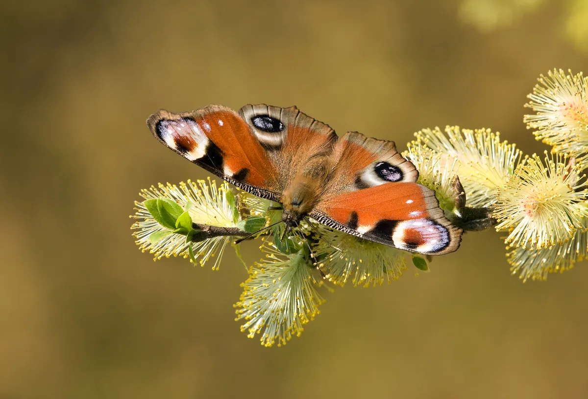 Peacock Butterfly