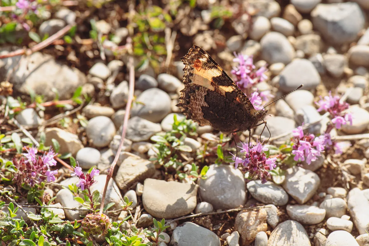 Mariposa Concha Pequeña