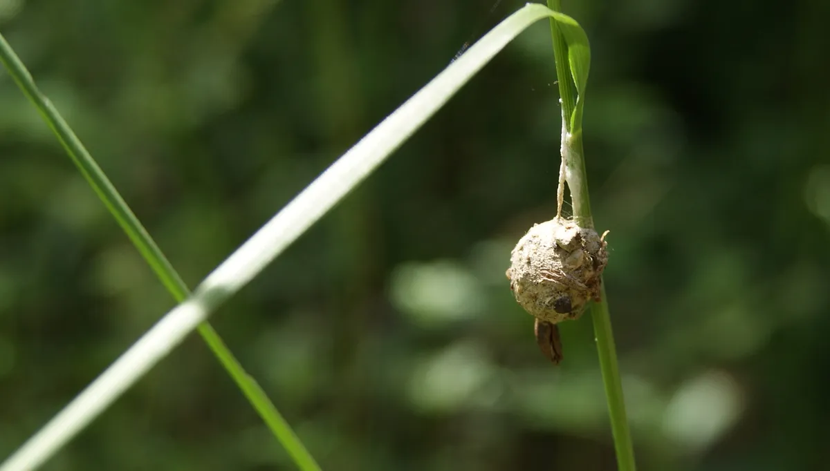 Araña Terrestre Marrón