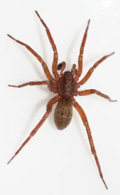 Araña Terrestre Marrón