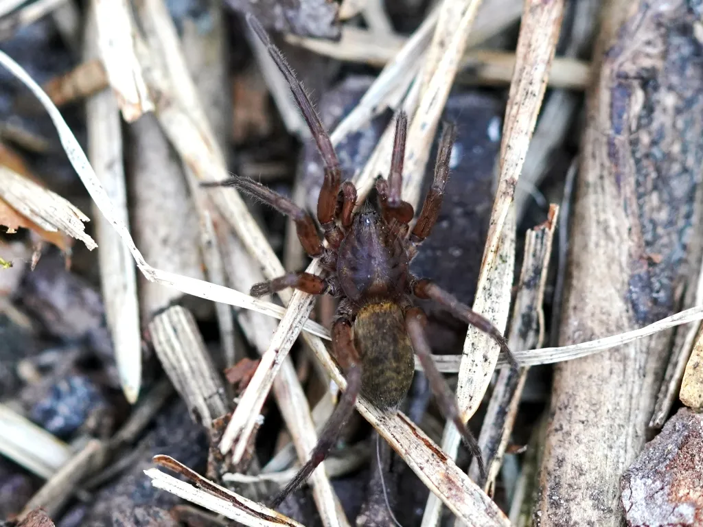 Araña Terrestre Marrón