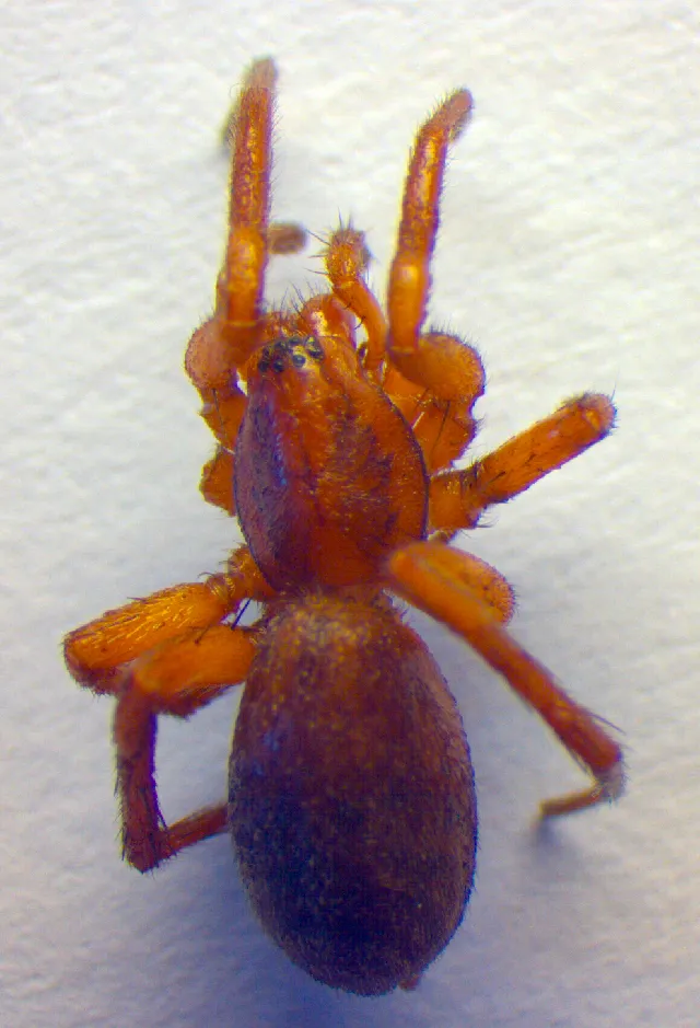 Araña Terrestre Marrón