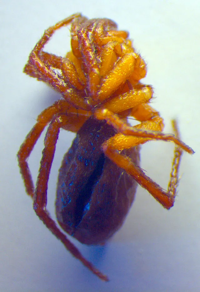 Araña Terrestre Marrón