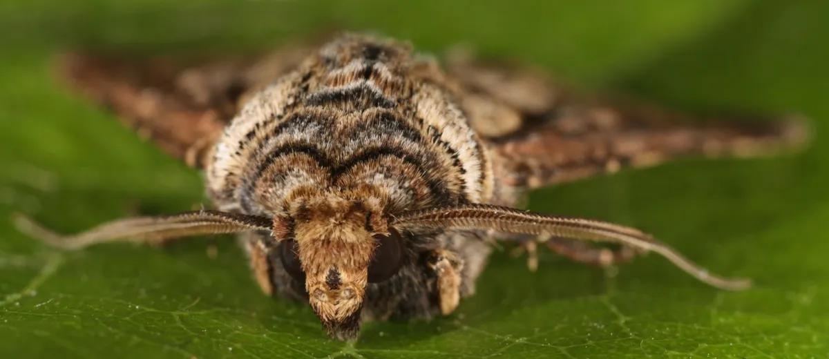 Agrotis clavis