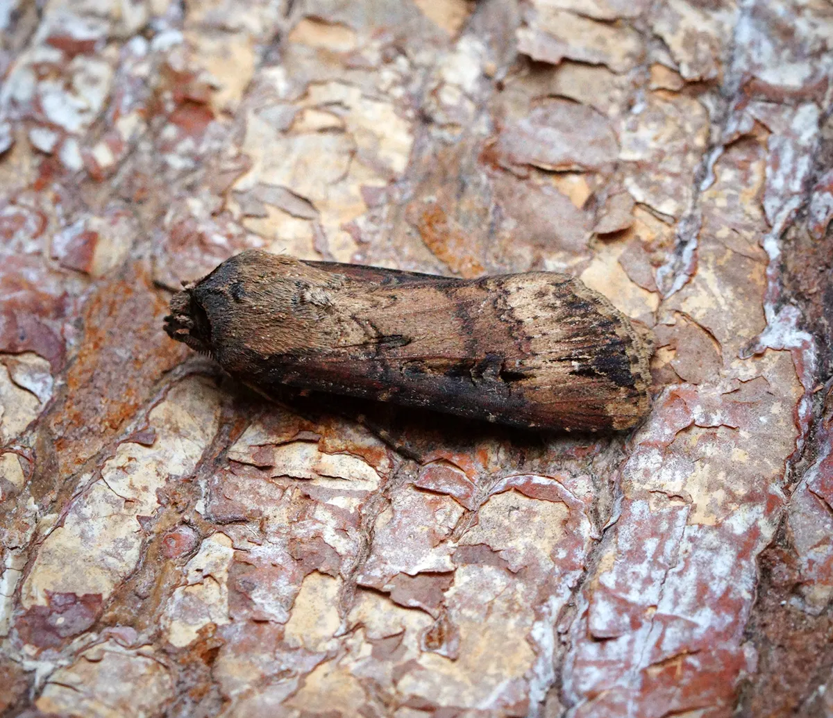 Black cutworm