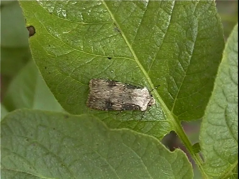 Agrotis puta