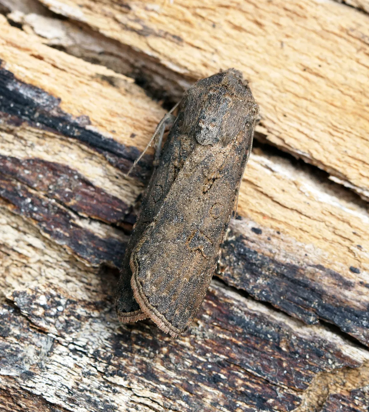 Agrotis segetum