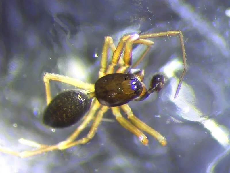 Araña Tejedora de Bosque