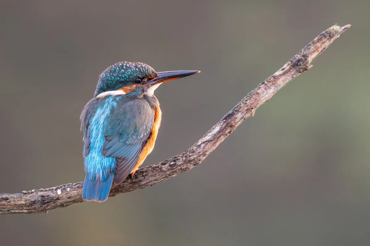 Martín Pescador Común