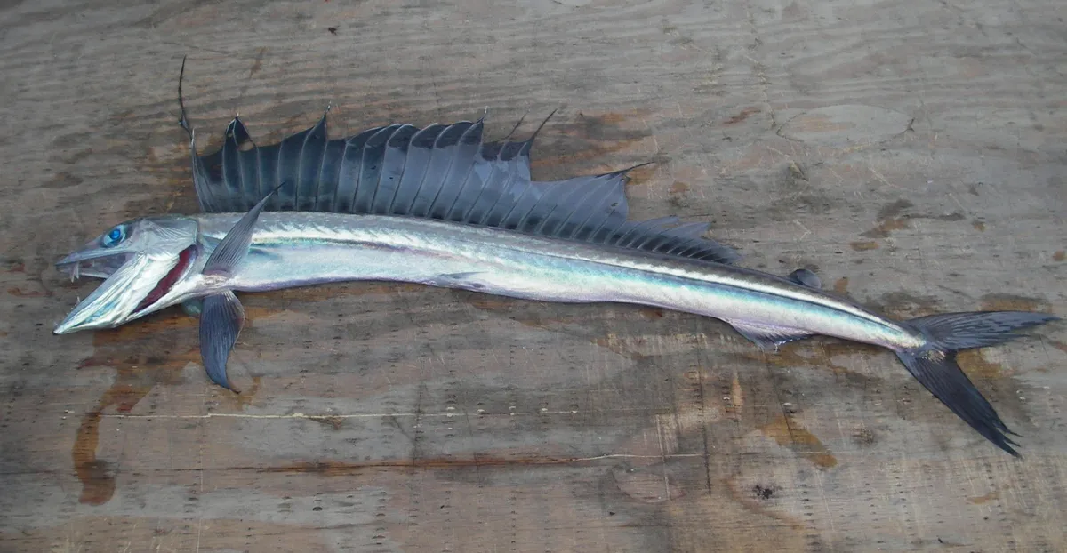 Long snouted lancetfish