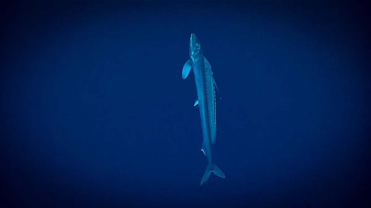 Long snouted lancetfish
