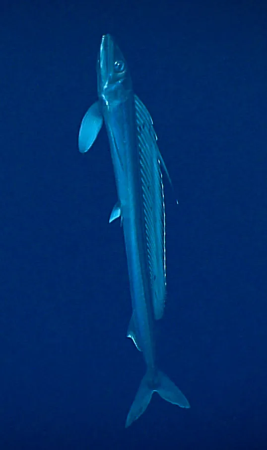 Long snouted lancetfish