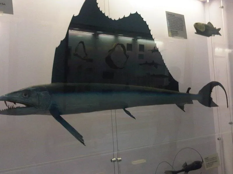 Long snouted lancetfish