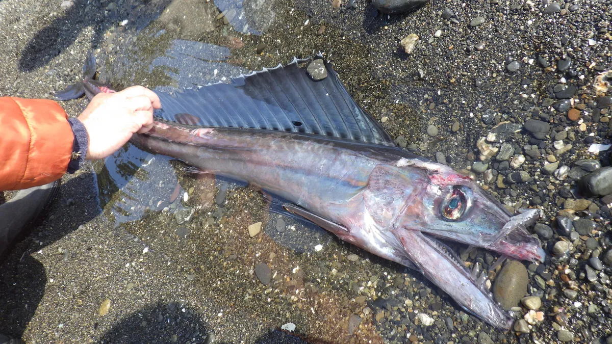 Long snouted lancetfish