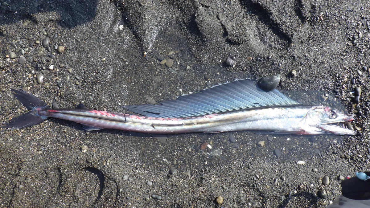 Long snouted lancetfish