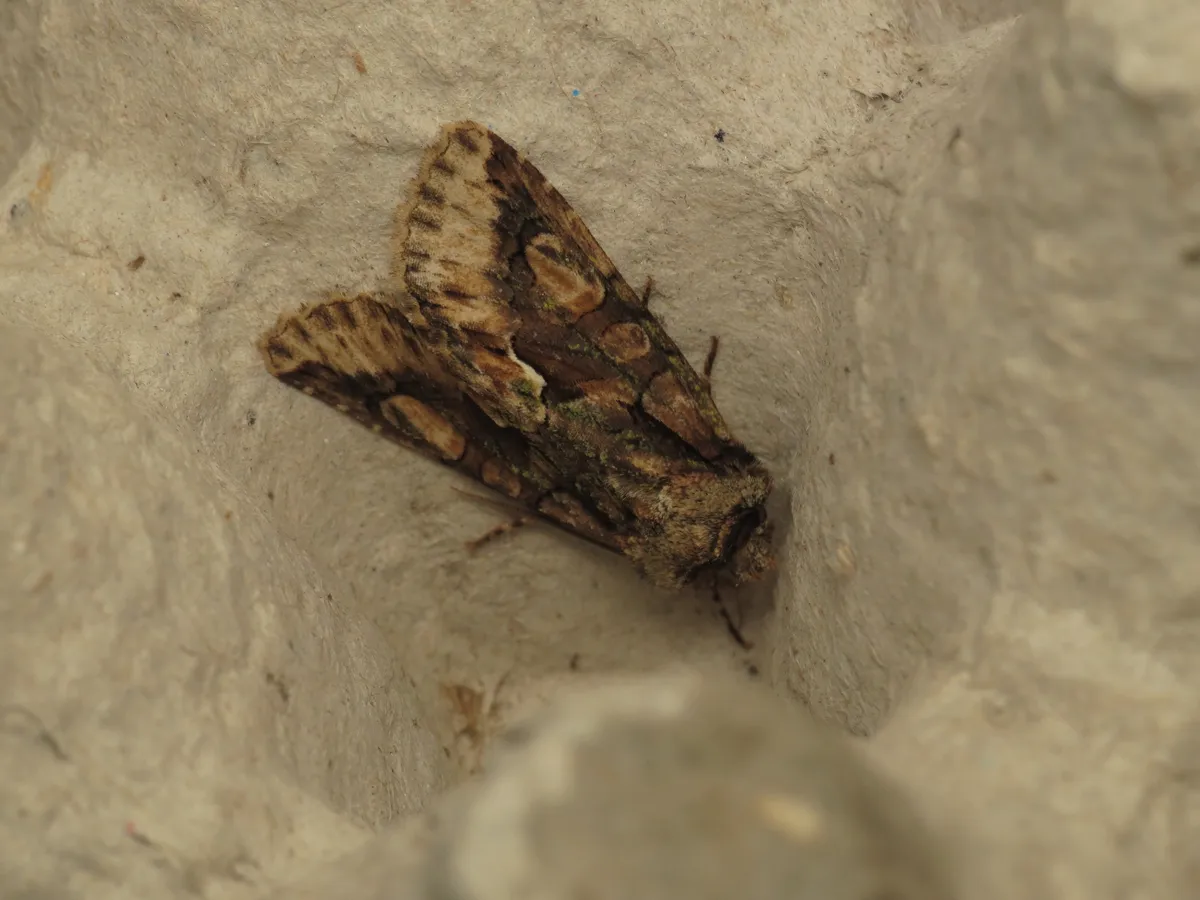 Green-brindled Crescent